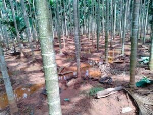 ಸಾಂಪ್ರದಾಯಿಕ ಪದ್ಧತಿಯಾದ ನೀರು ಕಟ್ಟುವುದು