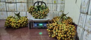 Arecanut bunch with good yield