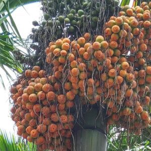 Arecanut with high quality yield