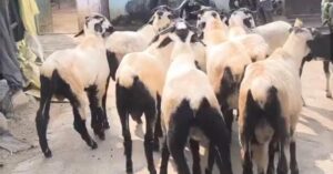 Sheep cattle 