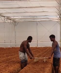 Flower Growing Methods