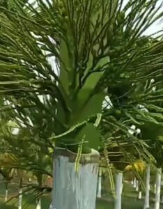 Arecanut Yield Tree